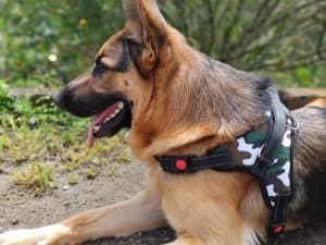 Arnes diseño militar gatos y perros - imagen 3